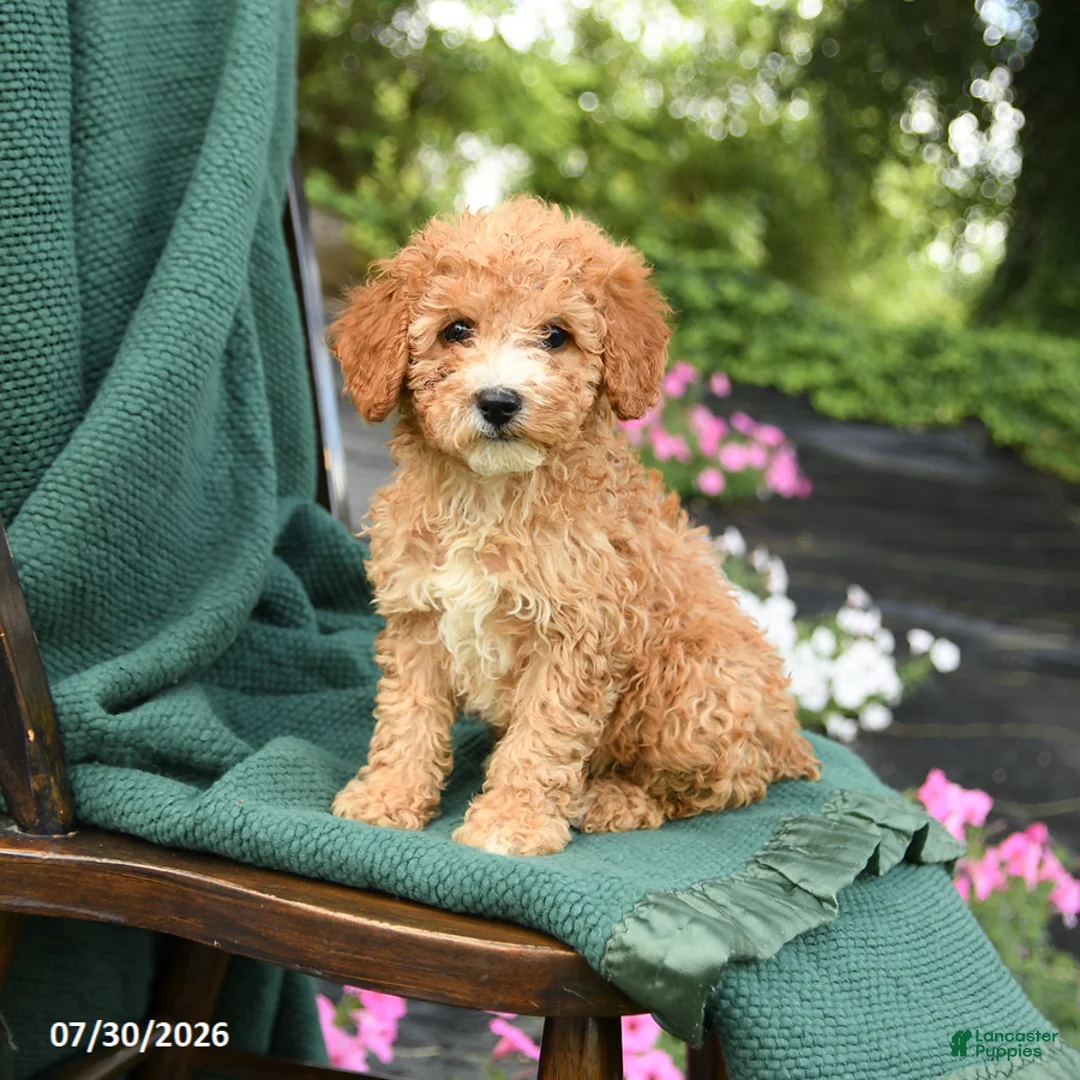 Miniature Poodle dogs for sale: Bluebell - Ad 1