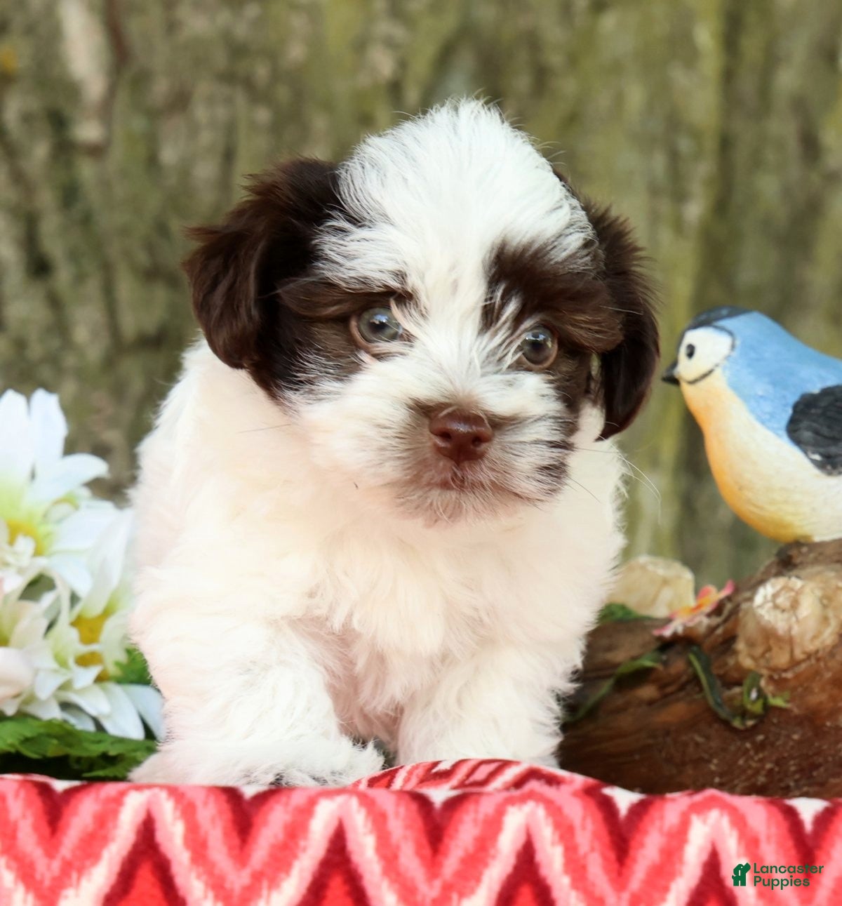 Havanese dogs for sale: Landon - Ad 3