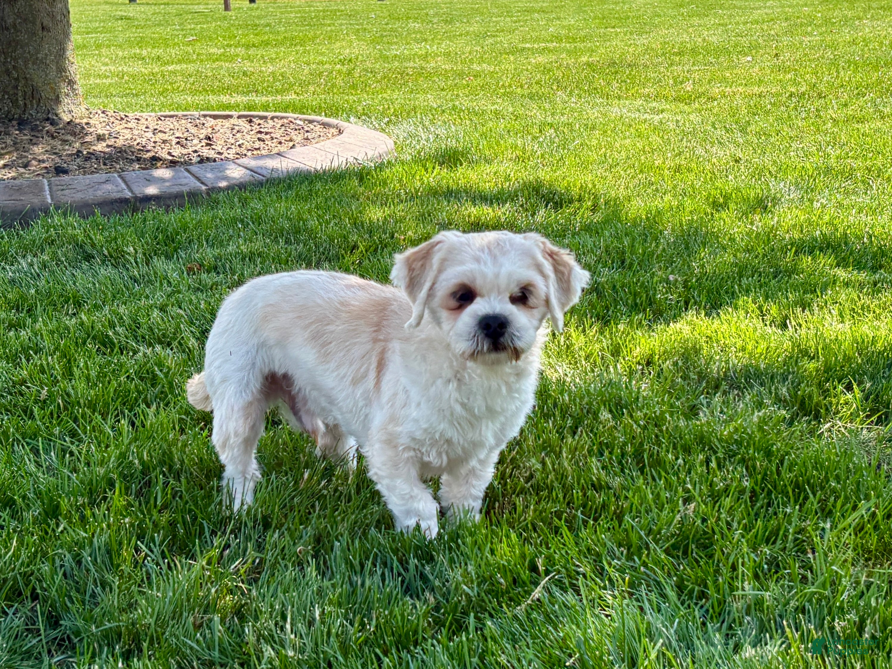 Lhasa Apso dogs Beau - Ad 1
