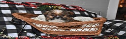 Shih Tzu dogs for sale: Denver - Ad 1
