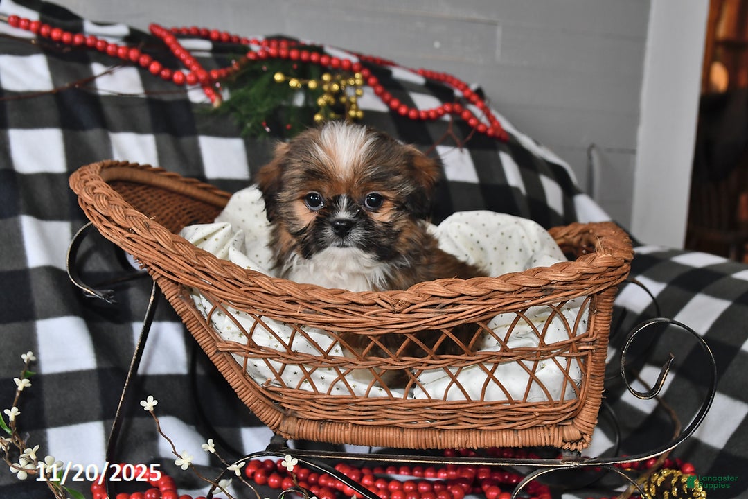 Shih Tzu dogs for sale: Denver - Ad 1
