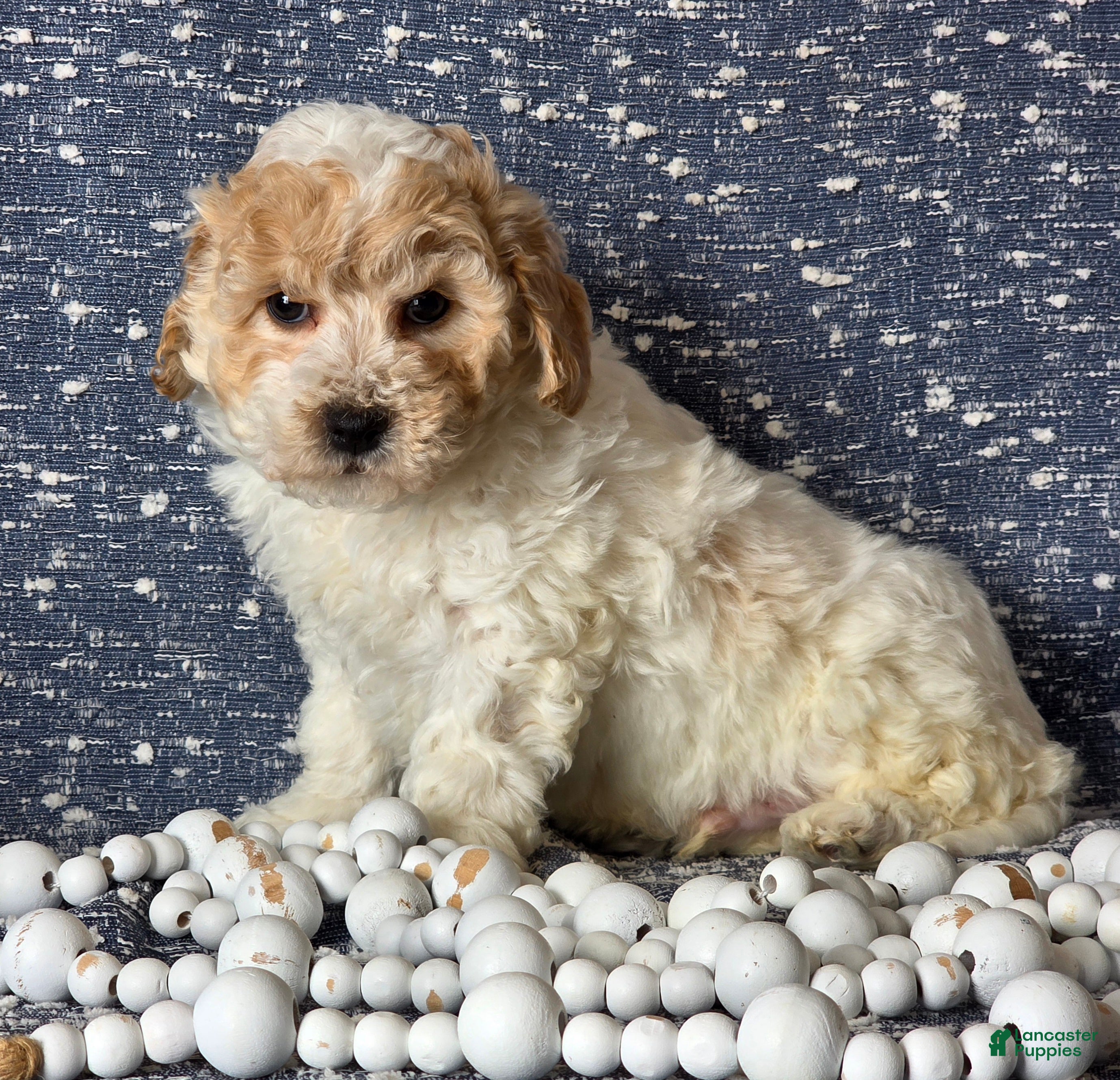 Bichpoo dogs Barney  - Ad 32