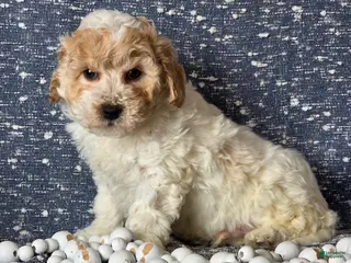 Bichpoo dogs Barney - Ad 32