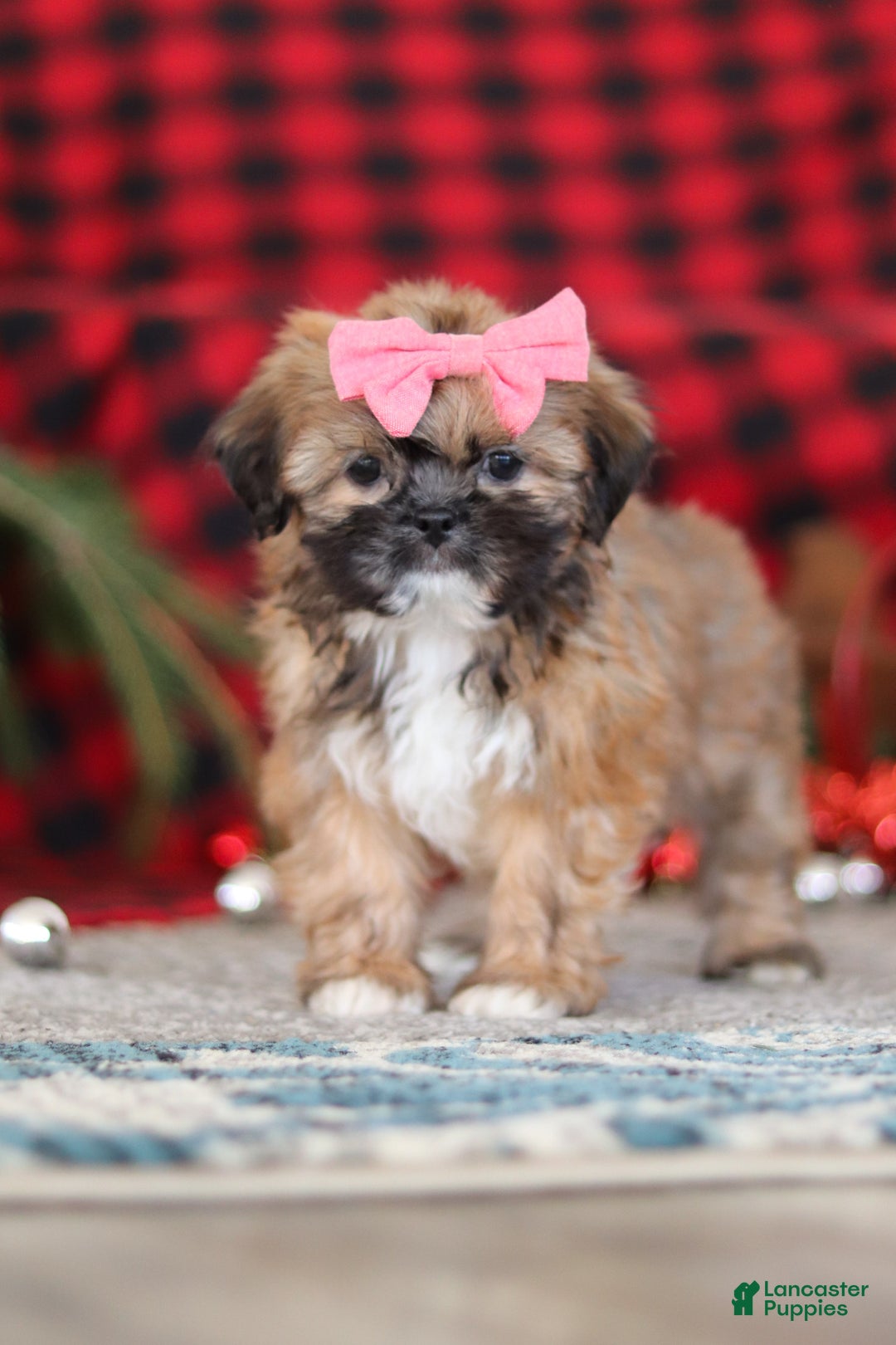 Lhasa Apso dogs for sale: Allie - Ad 3