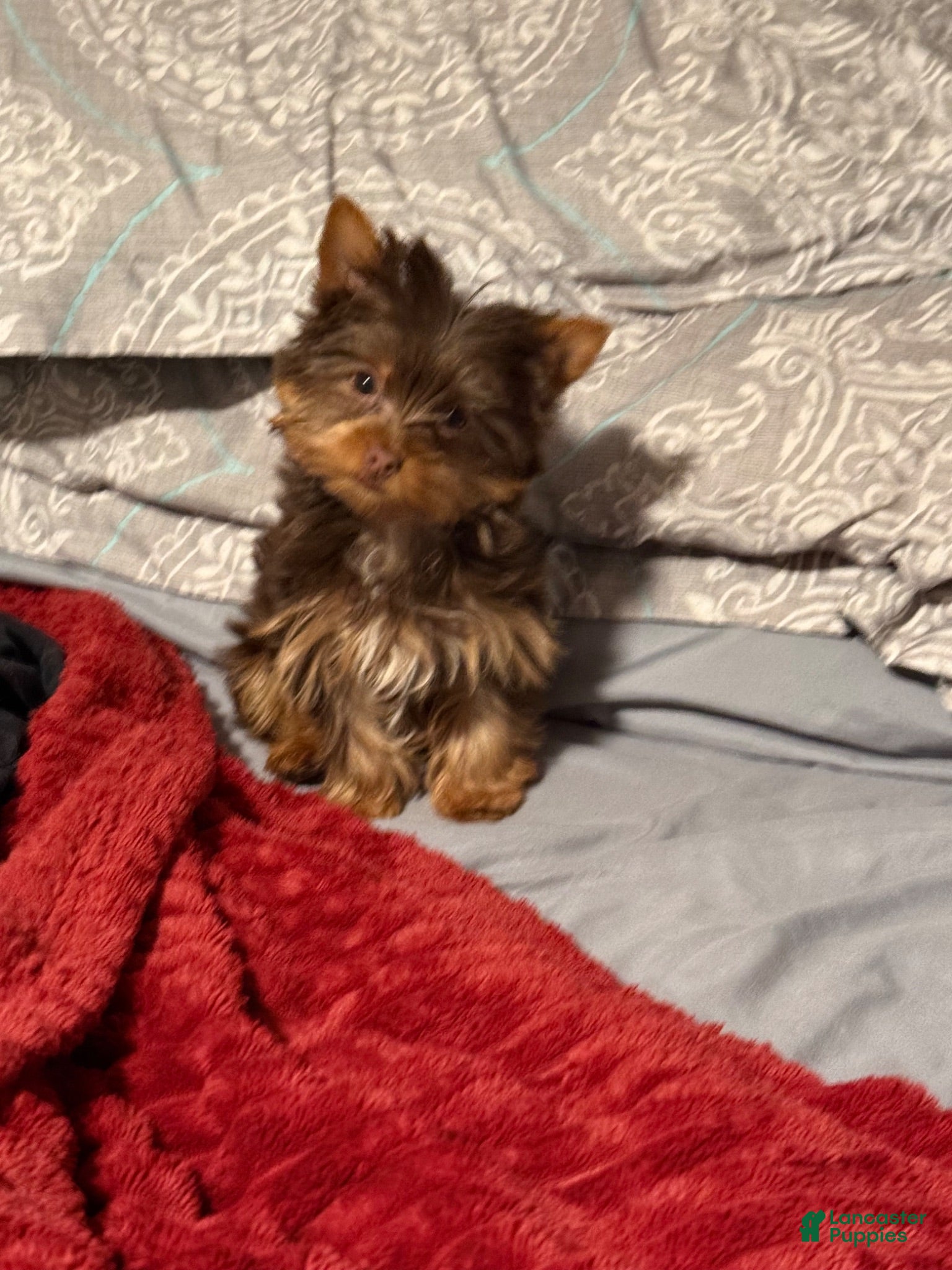 Yorkshire Terrier dogs Roman  - Ad 1