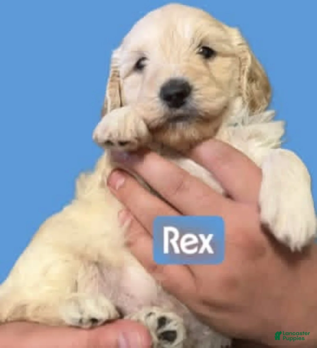 Mini Goldendoodle dogs for sale: Rex (unofficial name) - Ad 1