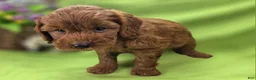 Cockapoo dogs for sale: Milan - Ad 8