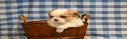 Cavalier King Charles Spaniel dogs for sale: Marcy - Ad 4