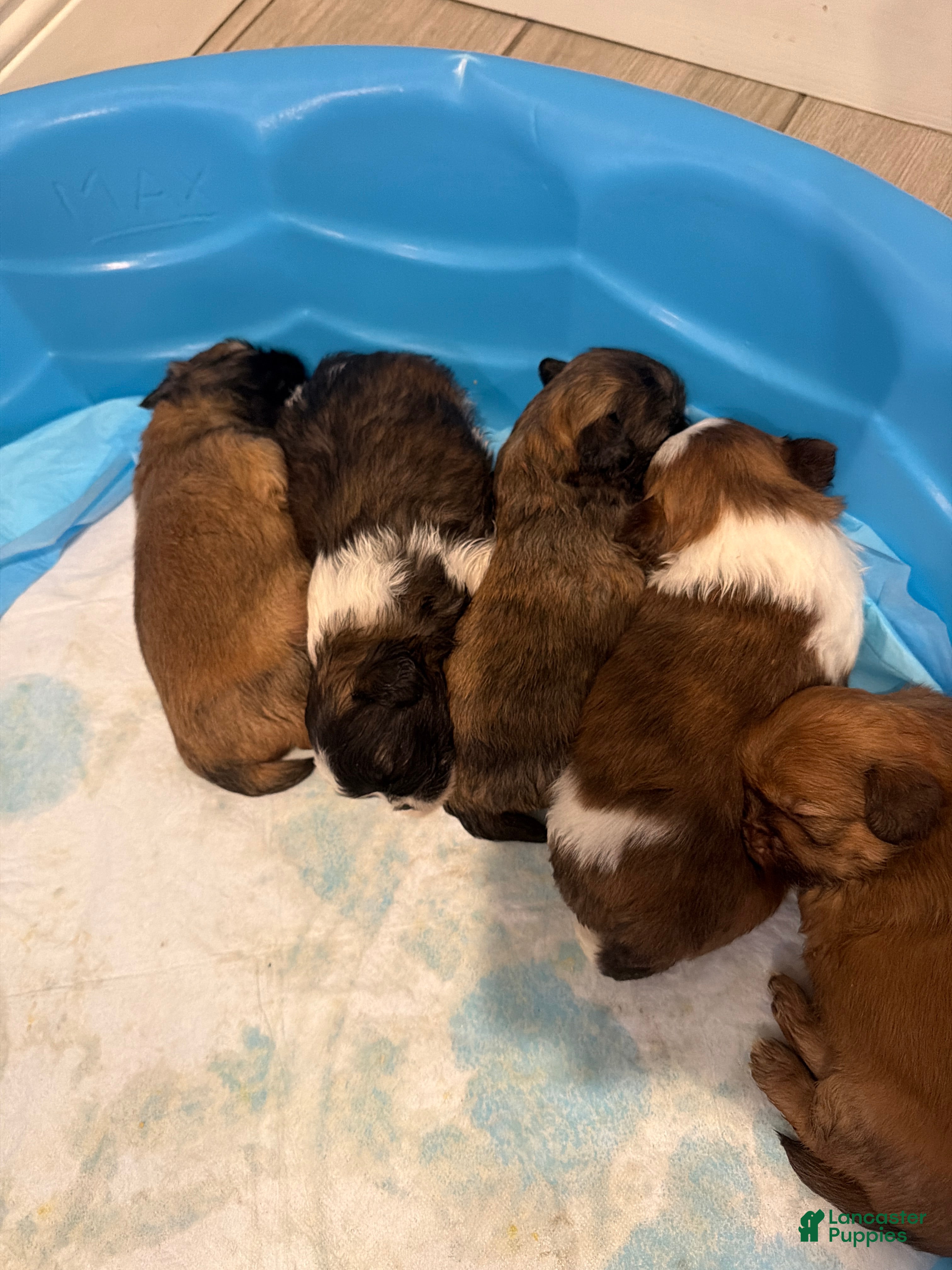 Shih Tzu dogs Shih Tzu 4 - Ad 27