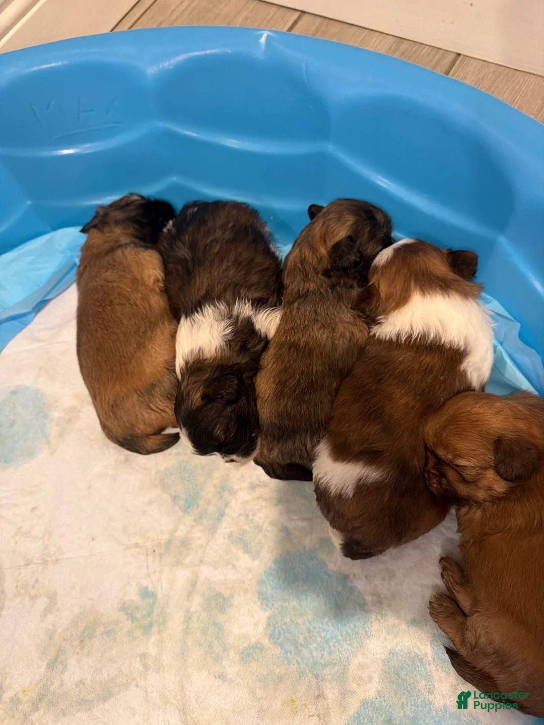 Shih Tzu dogs for sale: Shih Tzu 4 - Ad 1