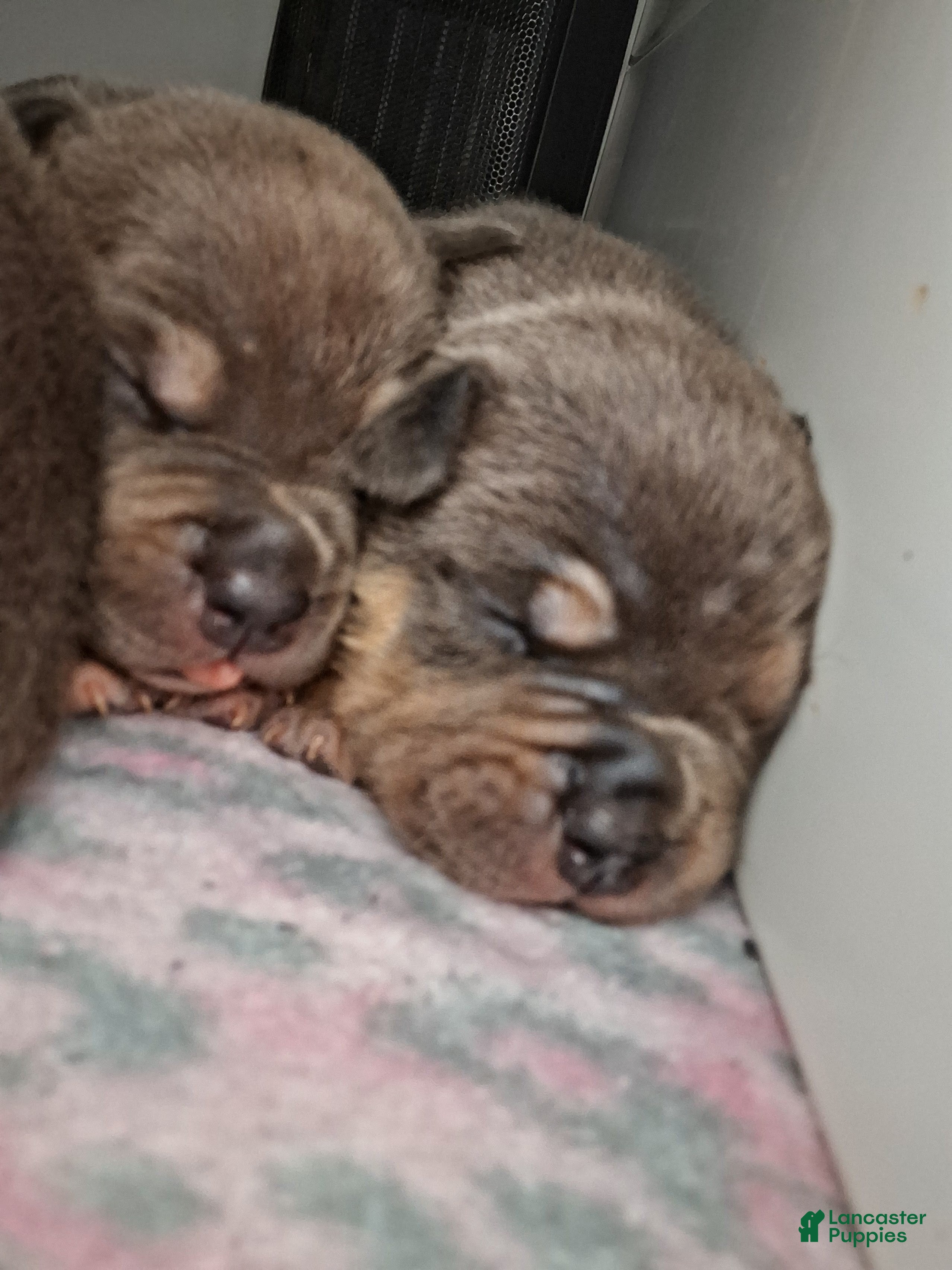 American Bully dogs for sale: American Bully Puppy 4 - Ad 1