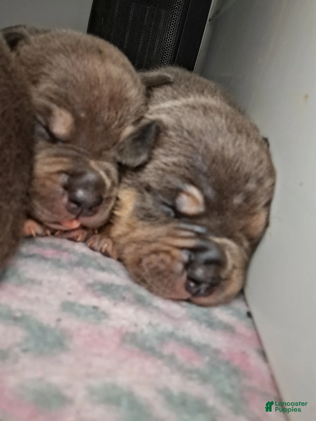 American Bully dogs for sale: American Bully Puppy 4 - Ad 1