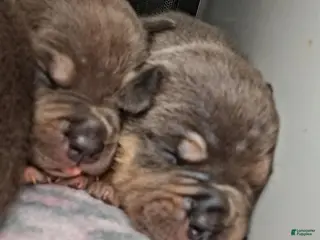 American Bully dogs for sale: American Bully Puppy 4 - Ad 1