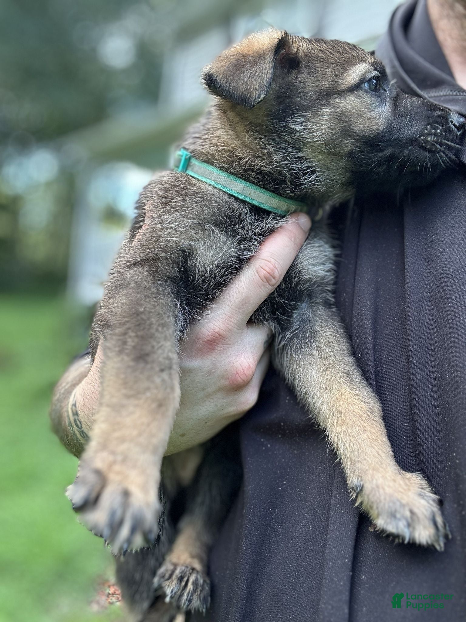 German Shepherd dogs Teal  - Ad 38