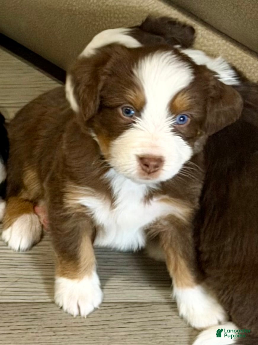 Mixed Breed dogs for sale: Mixed Breed 5 - Ad 2