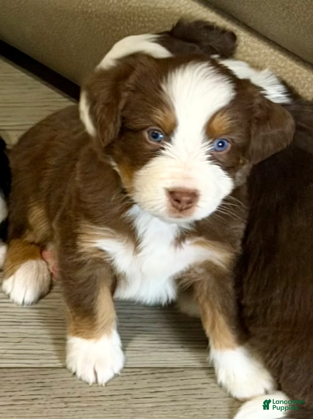 Mixed Breed dogs for sale: Mixed Breed 5 - Ad 1