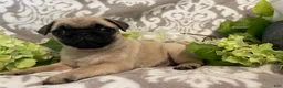 Pug dogs for sale: Ranger - Ad 3