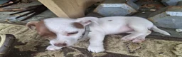 Jack Russell Terrier dogs for sale: Jack Russell Terrier 3 - Ad 5