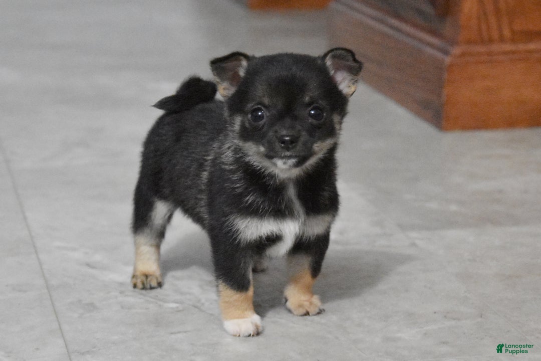 Gallery Image {{count}}