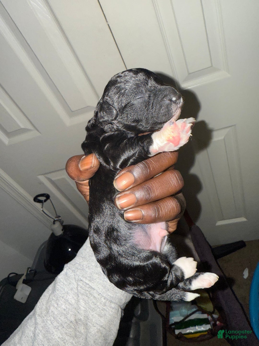 Mini Goldendoodle dogs for sale: Chek - Ad 2