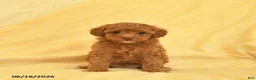 Toy Poodle dogs for sale: Pearl  - Ad 2