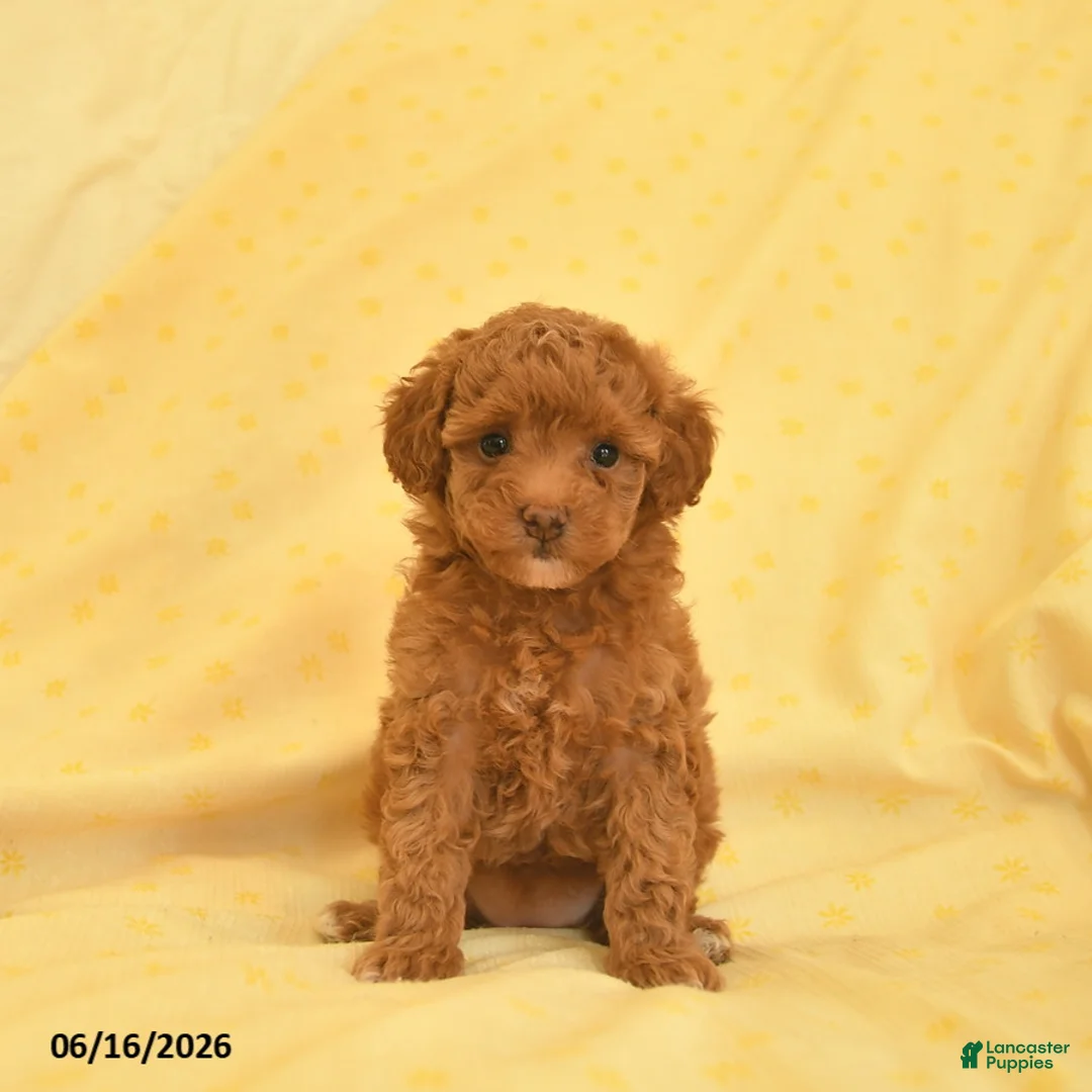 Toy Poodle dogs for sale: Pearl  - Ad 2