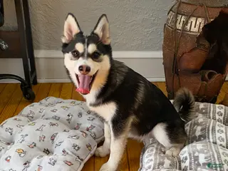 Pomsky dogs Snow White - Ad 3