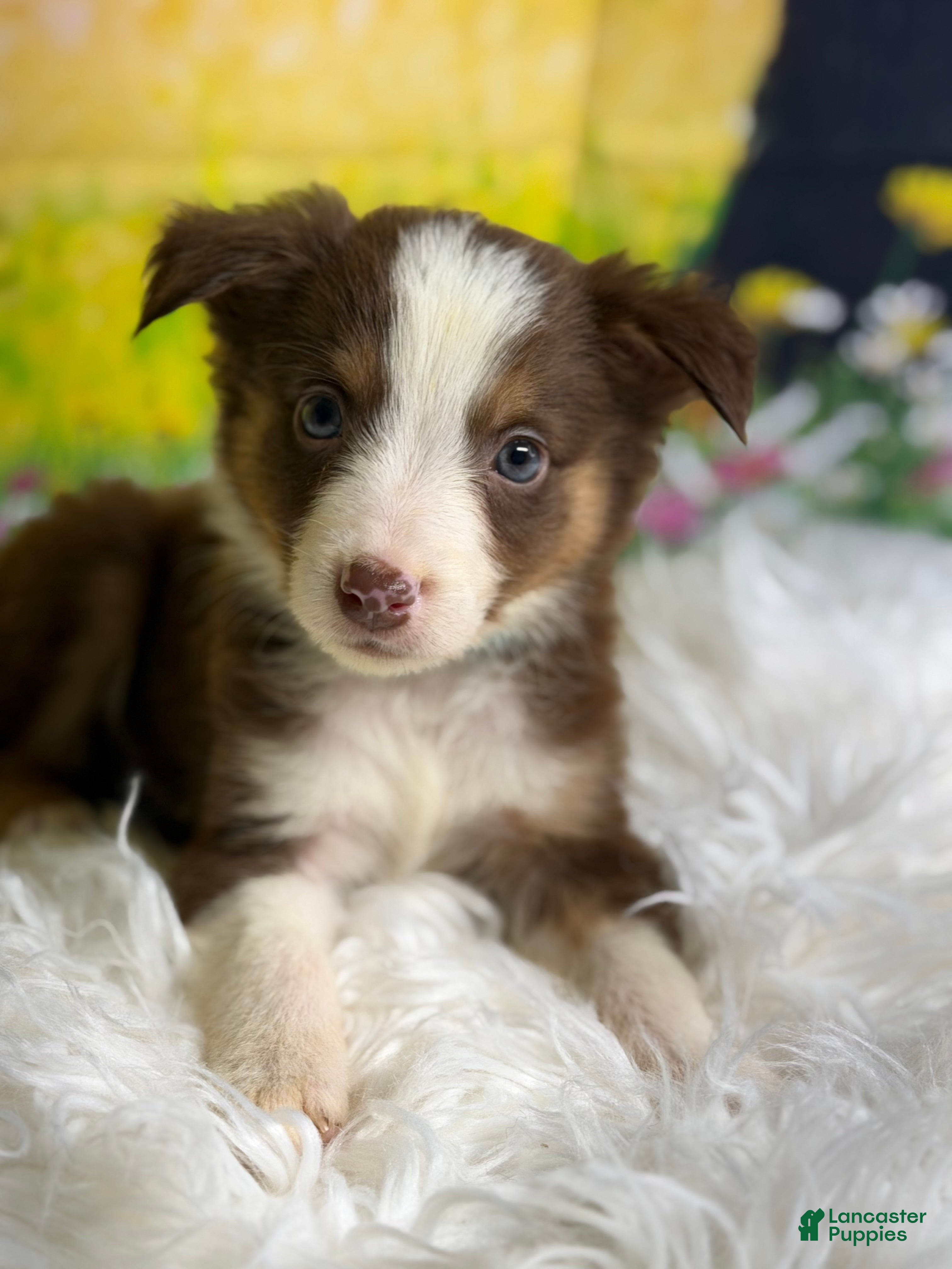 Australian Shepherd dogs Australian Shepherd Flash - Ad 1