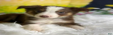 Australian Shepherd Flash