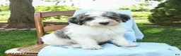 Mini Bernedoodle dogs for sale: Cooper - Ad 1