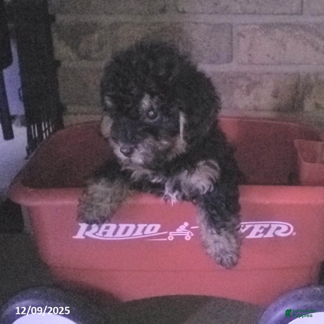 Yorkiepoo dogs for sale: Tyler - Ad 4