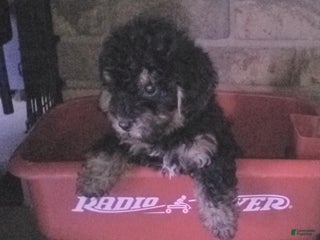 Yorkiepoo dogs Tyler - Ad 4