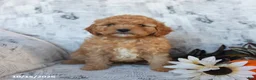 Cavapoo dogs for sale: Percy - Ad 5