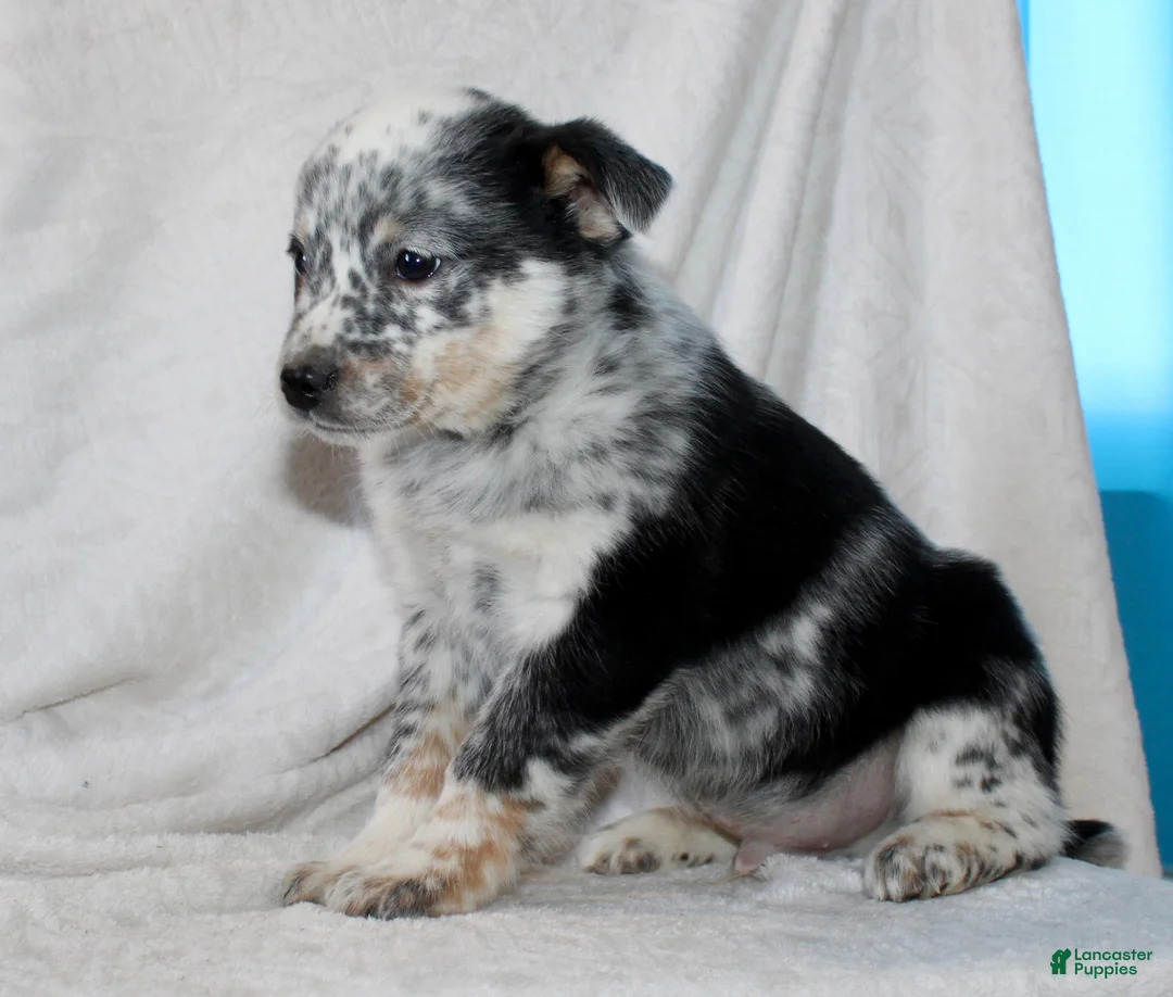 Australian Cattle Dog dogs for sale: Luke - Ad 5
