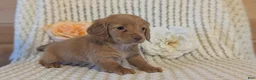 Miniature Dachshund dogs for sale: Lady - Ad 4