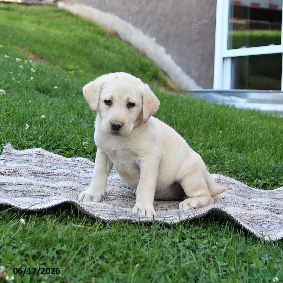 Labrador Retriever dogs Goldie - Ad 2