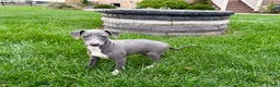 Italian Greyhound dogs for sale: Sadie  - Ad 4
