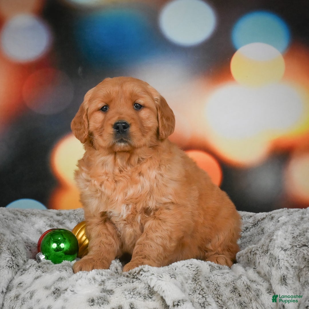 Golden Retriever dogs for sale: Chloe - Ad 4