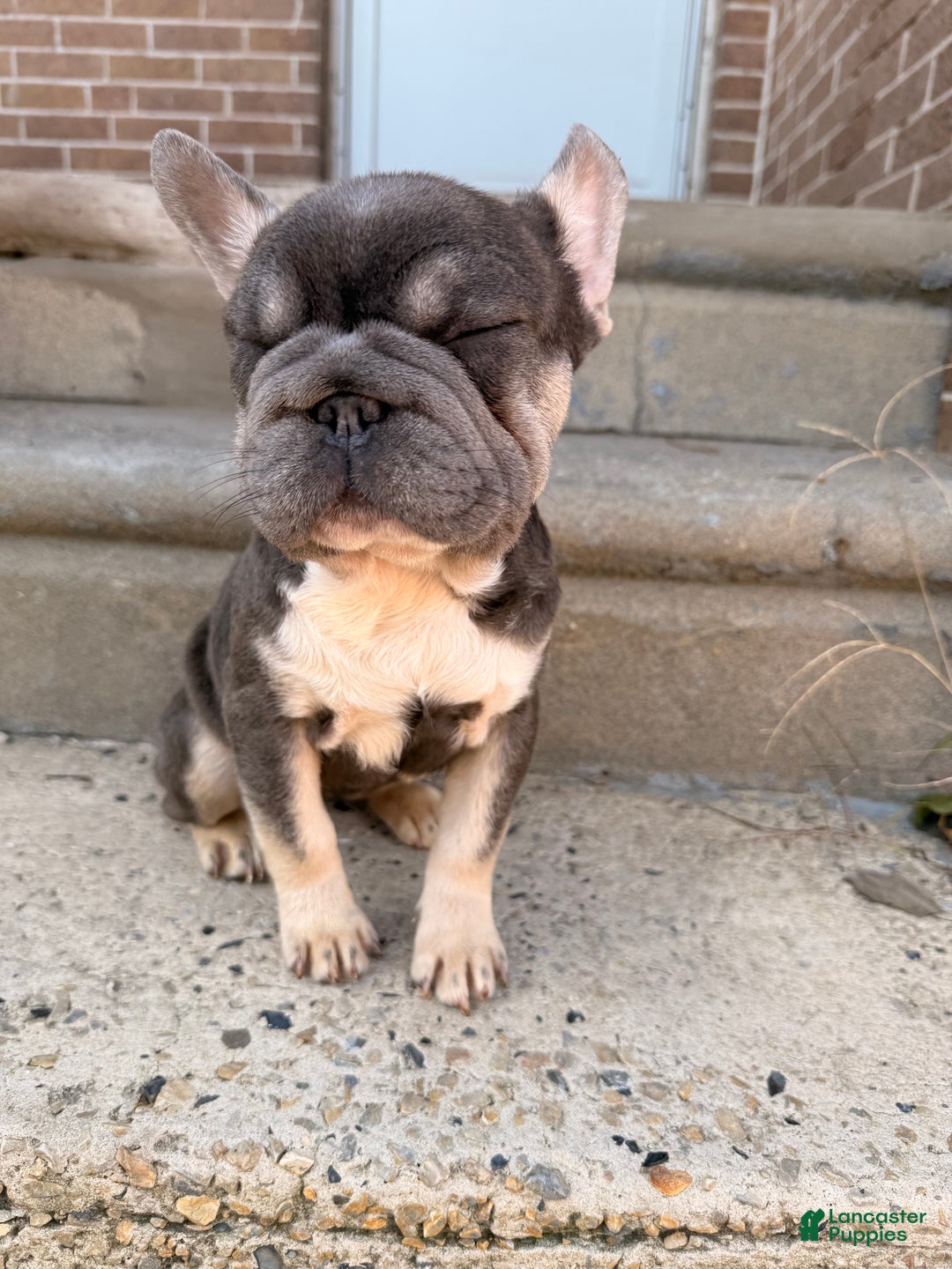 French Bulldog dogs for sale: Big Latto girl 1 - Ad 3