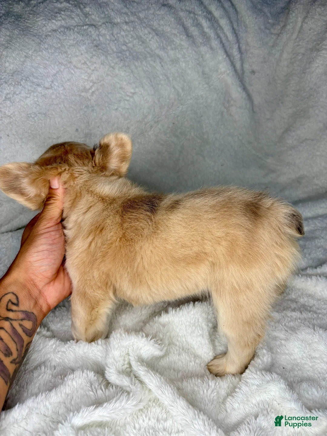 French Bulldog dogs for sale: Winnie - Ad 2