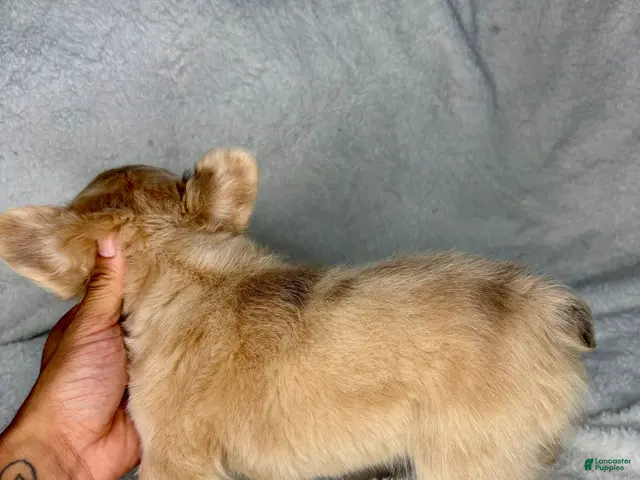 French Bulldog dogs for sale: Winnie - Ad 2