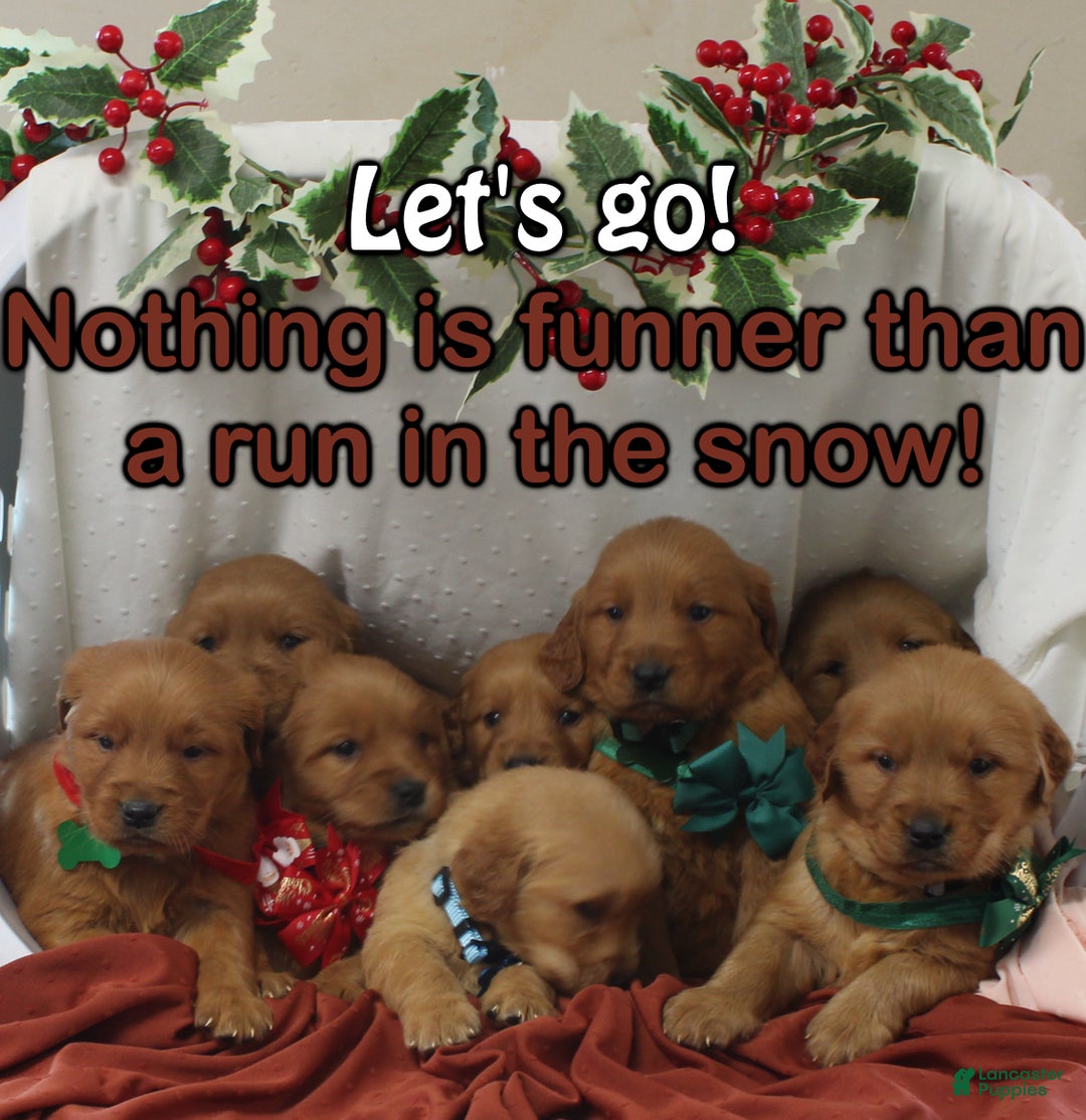 Golden Retriever dogs for sale: Nikki - Ad 4