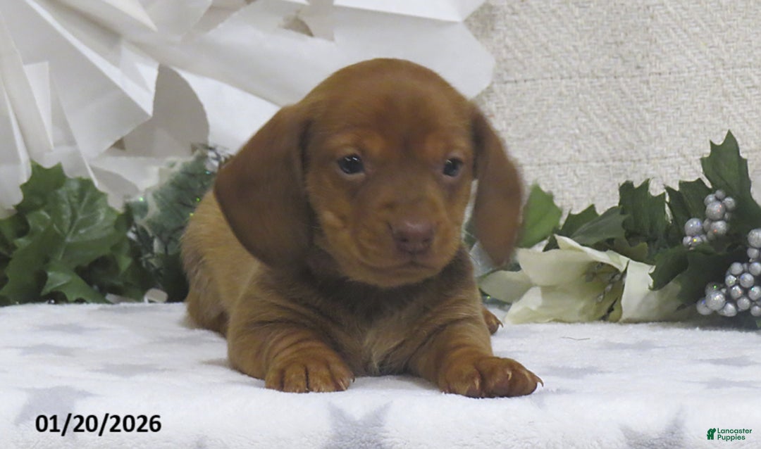 Miniature Dachshund dogs for sale: Jaxon - Ad 2