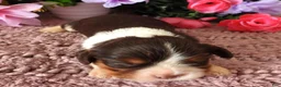 Cavalier King Charles Spaniel dogs for sale: #4 Male (Lulu's) - Ad 2