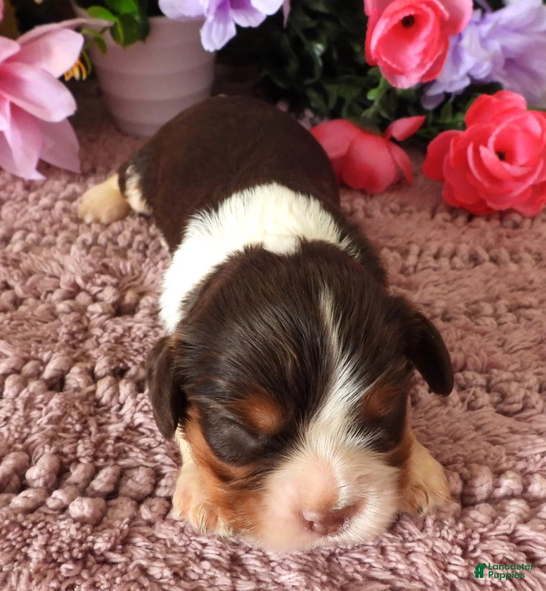 Cavalier King Charles Spaniel dogs for sale: #4 Male (Lulu's) - Ad 2