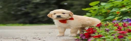 Golden Retriever dogs for sale: Baldo - Ad 5