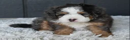 Mini Bernedoodle dogs for sale: Jax F1b - Ad 10