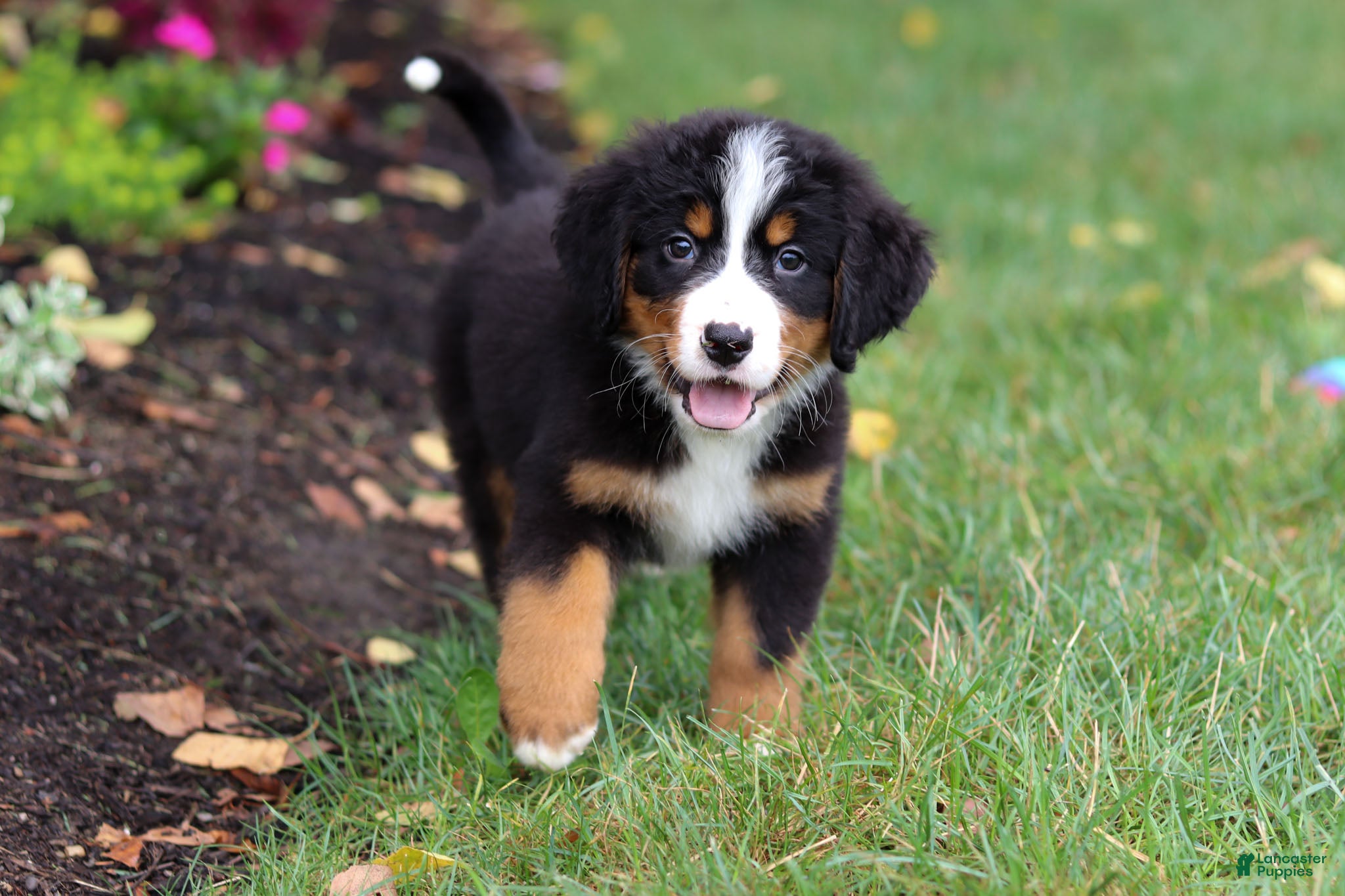 Bernese Mountain Dog dogs Denali - Ad 1