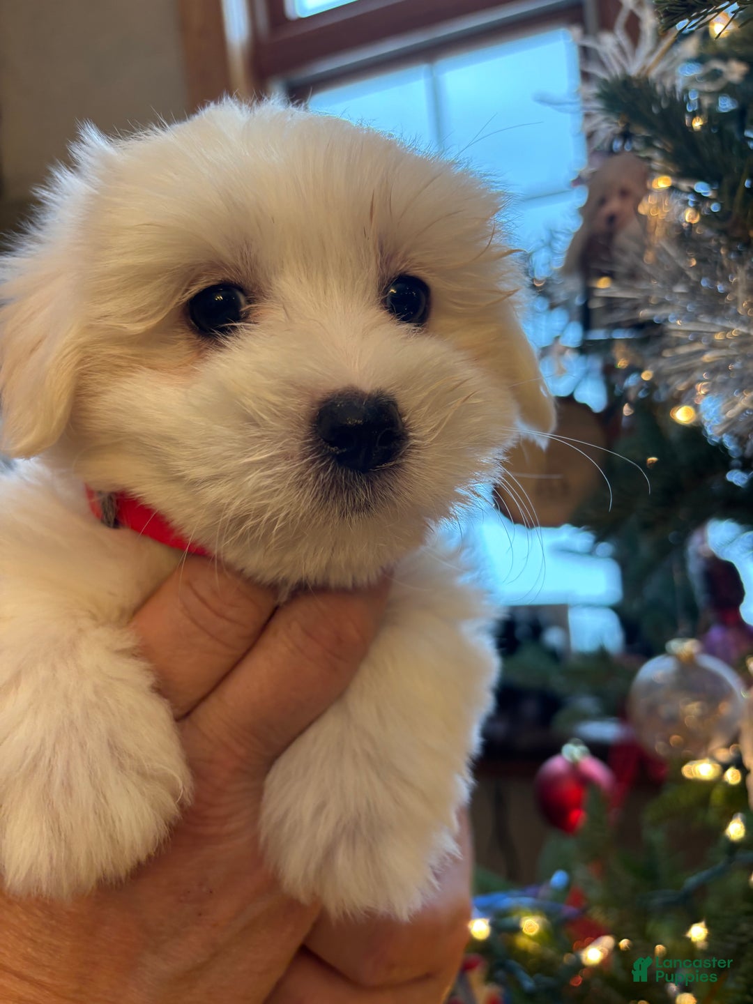 Coton De Tulear dogs for sale: Coton De Tulear Puppy 5. Earl - Ad 2
