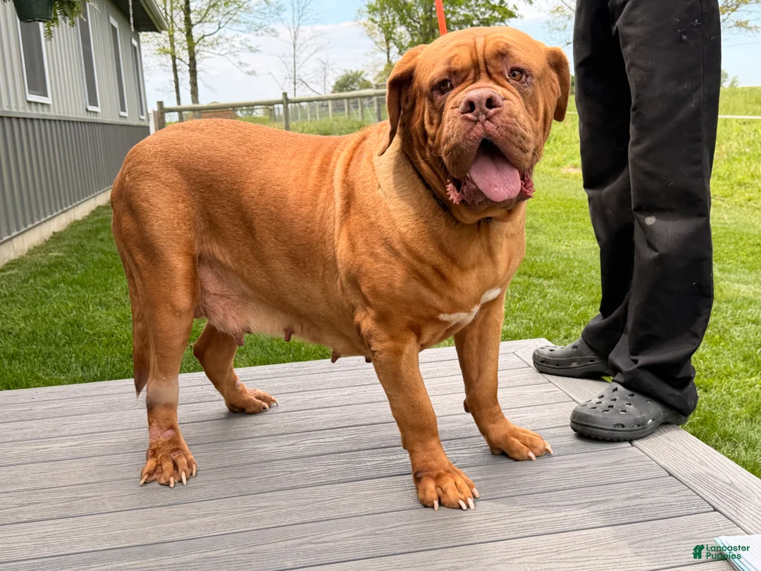 Dogue De Bordeaux dogs for sale: Keila - Ad 7